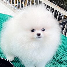 มียขาสครีม หน้าตาจิ้มลิ้มมากก HRF 5176 สายเลือดดี น่ารักไม่แพ้เกาหลี สนใจทัก 