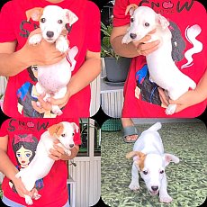 Update ลูกสุนัขแจ็ค รัสเซลล์ ลายเก๋ เพศเมีย สายพันธุ์แท้ พ่อแม่สวยๆ เกรด A จาก k...
