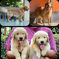 ลูกสุนัขโกลเดัน รีทรีฟเวอร์ สายพันธุ์แท้ โครงสร้างใหญ่  ฉลาด แสนรู้ มีใบเพ็ดดีกร...