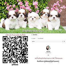 📢 ชิสุห์แท้ บ้านกิ๊ฟซ่า กรุงเทพ ส่งทั่วไทย ส่วนลดจุกๆ