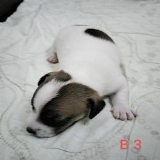 ขายลูกสุนัขแจ็ครัสเซล เพศผู้😎 ขนสั้น แท้ๆ ไม่ตัดหาง จับจองกันไว้ก่อนได้เ...