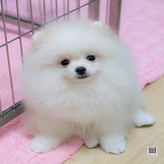 FYPOM KENNEL เด็กชายตัวน้อยสีครีมพร้อมย้ายบ้าน ขนแน่นสองชั้น โครงสร้างดี ขี้อ้อน...