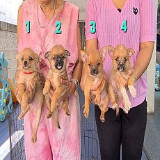 ลูกชิวาวาผสมปอมเมอเรเนียน จาก kankarnclub มีจัดส่งทั่วประเทศ(กันย์เจ้าเก่าครับ)