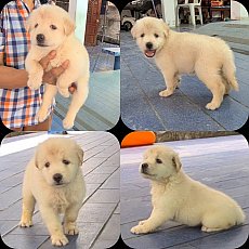 ลูกโกลเด้นผสมเทอร์เรียร์ จาก kankarnclub มีจัดส่งทั่วประเทศ กันย์เจ้าเก่า*หมด