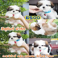 📢 ชิสุห์แท้ บ้านกิ๊ฟซ่า กรุงเทพ ส่งทั่วไทย ส่วนลดจุกๆ