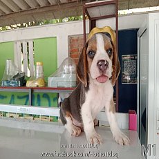 บีเกิ้ล สีบลูหรือเทา และ 3สี มาร์กน่ารักๆ ราคาเบาๆ พร้อมย้ายบ้านจ้า