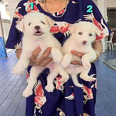 ลูกสุนัขสปิทซ์ผสมชิห์สุ ตาสีฟ้า สีสวยๆ เกรด A จาก kankarnclub มีจัดส่งทั่วประเทศ...