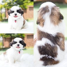 📢 ชิสุห์เหมือนแท้ บ้านกิ๊ฟซ่า 📌พร้อมสมุด กรุงเทพ ส่งทั่วไทย ส่วน...