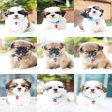 📢 ชิสุห์แท้ บ้านกิ๊ฟซ่า กรุงเทพ ส่งทั่วไทย ส่วนลดจุกๆ