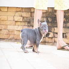 French bulldog