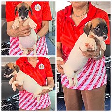 Update ลูกสุนัขแจ็ค รัสเซลล์ สวยเข้ม สายพันธุ์แท้ พ่อแม่สวยๆ เกรด A จาก kankarnc...