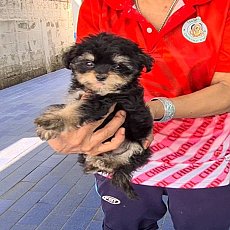   ลูกสุนัขปอม สีแบล็คแอนด์แทน ผสมชิห์สุ เกรด A จาก kankarnclub มีจัดส่งทั่วประเท...