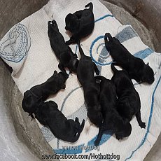 ลูกสุนัข ลาบาดอร์ ผสม โกลเด้น น่ารักๆซนๆ เปิดจองหาบ้านค่าเทอมเบาหวิว