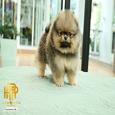 HRF-86047 เพศเมีย สีส้ม อายุ 2 เดือน หน้าหมี ขนฟูหนาสวย ขาใหญ่
