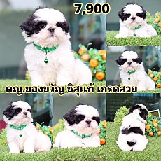 ชิสุแท้เกรดสวย