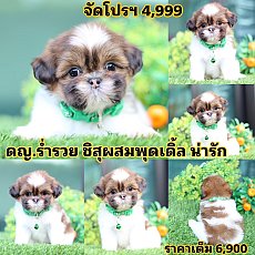 ชิสุผสมพุดเดิ้ล