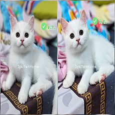 ด.ล.สก็อตติชสายอ้อนหนักมาก