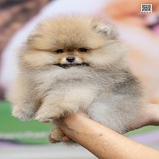 FYPOM KENNEL ขายเด็กชายตัวน้อยสีส้ม โครงสร้างดีเกรดประกวด ขนแน่นสองชั้น