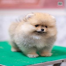 FYPOM KENNEL ขายเด็กชายตัวน้อยสีส้ม โครงสร้างดีมาก ขนแน่นสองชั้น หน้าตาน่ารักมาก...