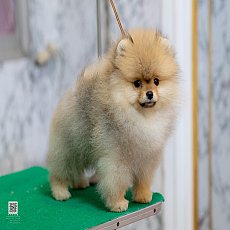 FYPOM KENNEL ขายเด็กชายตัวน้อยสีส้ม โครงสร้างดีเยี่ยม ขนแน่นสองชั้น หน้าตาน่ารัก...