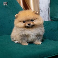 FYPOM KENNEL ขายเด็กชายตัวน้อยสีส้ม อายุ 40 กว่าวัน แข็งแรงม๊ากกก