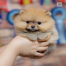 FYPOM KENNEL ขายเด็กหญิงตัวน้อยสีส้ม อายุ 40 กว่าวัน แข็งแรงม๊ากก