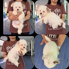 ลูกสุนัขปอมผสมเทอร์เรียร์ ขาวโอโม่ ร่าเริง เล่นเก่ง เกรด A จาก kankarnclub มีจัด...