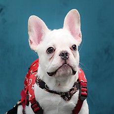 FHM-6186 เพศผู้ สีครีม อายุ 2 เดือน โครงสร้างดี หุ่นล้ำ สายเลือดเยี่ยม หน้าสั้น