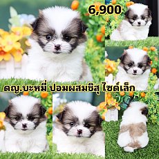 ชิสุผสมปอม