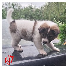 ผู้​2เมีย2โครงสร้าง​ใหญ่​มาก​เอา​ไป​เฝ้าบ้าน​เฝ้า​สวน​ได้ครับ