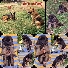 ลูกสุนัขเยอรมัน เชพเพิร์ด(อัลเซเชี่ยน) สายพันธุ์แท้ พ่อใหญ่แน่นล่ำโอเวอร์ไซส์ แม...