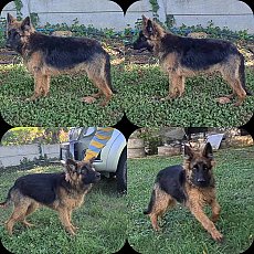 ลูกสุนัขเยอรมัน เชพเพิร์ด สายพันธุ์แท้ เพศผู้หล่อๆสีเข้ม วัย 7 เดือน จาก kankarn...