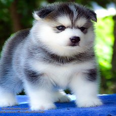 ไซบีเรียนเกรดดีที่สุดในไทย ต้องที่ฟาร์มAllbest