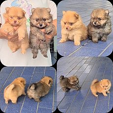ลูกสุนัขปอมเมอเรเนียน สีสวยๆ ทรงสวยๆ ขนแน่น เกรด A ชุดที่จาก kankarnclub มีจัดส่...