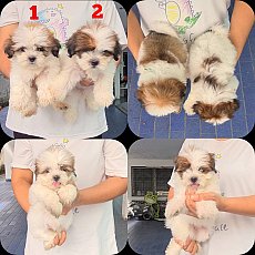 Update ลูกสุนัขชิห์สุสายพันธุ์แท้ เกรด A จาก kankarnclub มีจัดส่งทั่วประเทศ*หมด