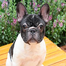 FHF-5131 เพศหญิง สีขาว-ดำ อายุ - เดือน ขาใหญ่ กระโหลกหนา โครงสร้างดี