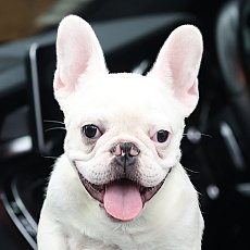 FHF-6183 เพศเมีย สีครีม อายุ 2.5 เดือน หุ่นล้ำ หน้าสั้น