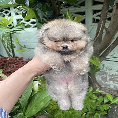 ปอม หน้าหมี ขนแน่น ขาใหญ่