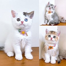 แมวสก๊อตติสโฟร์ สายพันธุ์แท้ คุณภาพ