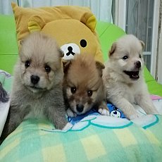 จำหน่าย​ปอมเมอเ​ร​เนียน​ สุขภาพ​ดี​ ขนฟูสวย​ มีหน้าร้าน