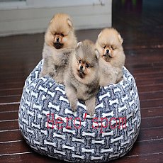 ปอมปอมสีส้มน่ารักมกกกก ตั้ลเล็กสเปคใครร สนใจเด็กๆ ต้องบ้านฮีโร่ปอม ทัก Line:@her...