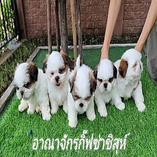 📢 ชิสุแท้ บ้านกิ๊ฟซ่า กรุงเทพ ส่งทั่วไทย ส่วนลดจุกๆ