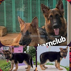 Updateลูกสุนัขเยอรมัน เชพเพิร์ด (อัลเซเชี่ยน) ผู้และเมีย สายพันธุ์แท้ พ่อใหญ่แน่...