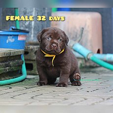 หนุ่มหล่อ สาวสวย พร้อมย้ายบ้านค่ะ สีช็อค