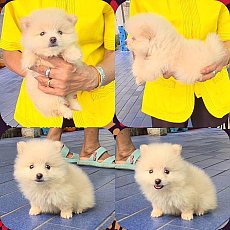ลูกสุนัขปอมเมอเรเนียน สีหวาน ทรงสวย ขนแน่นๆ เกรด A จาก kankarnclub มีจัดส่งทั่วป...