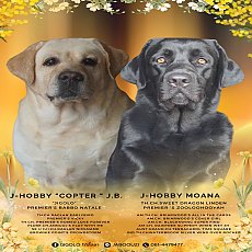 ลูกสุนัขลาบราดอร์