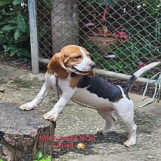 ด.ญ.ทองหยอด บีเกิ้ลแท้ เพศเมีย สายเลือดแชมป์ พร้อมใบเพ็ดดีกรี