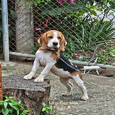 ด.ญ.ทองม้วน บีเกิ้ลแท้ เพศเมีย สายเลือดแชมป์ พร้อมใบเพ็ดดีกรี