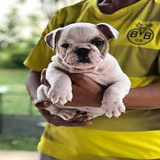 เปิดจองลูกบลูด็อกเพศผู้