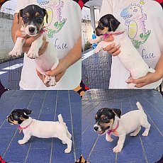 Update ลูกสุนัขแจ็ค รัสเซลล์ สายพันธุ์แท้ สีสวยลายสวย ซนซ่าห์ ร่าเริง เกรด A จาก...